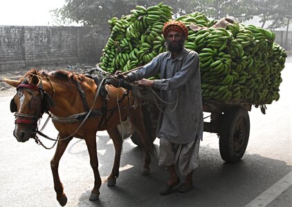 Bananas punjab horse