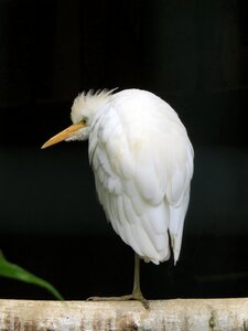 Nature plumage bill photo