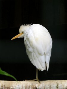 Nature plumage bill