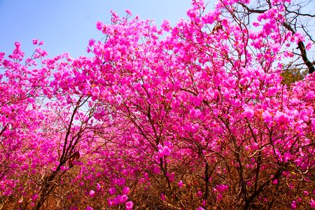 Spring nature plants