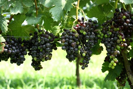 Grape wine green