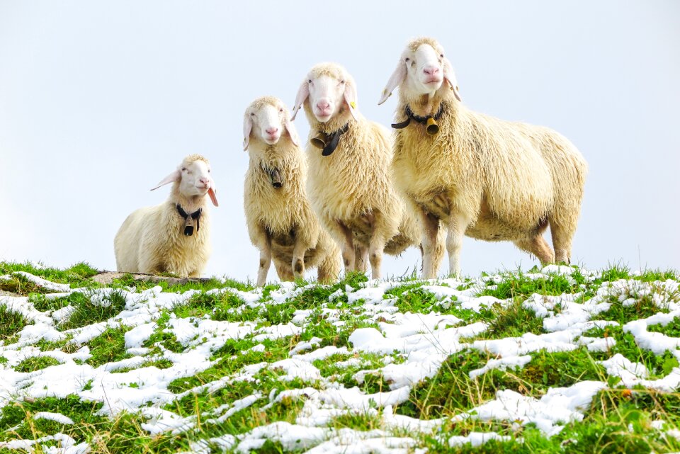 Cold nature animal world