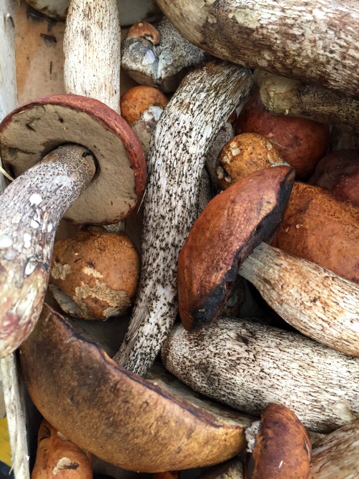 Farmers local market nature forest