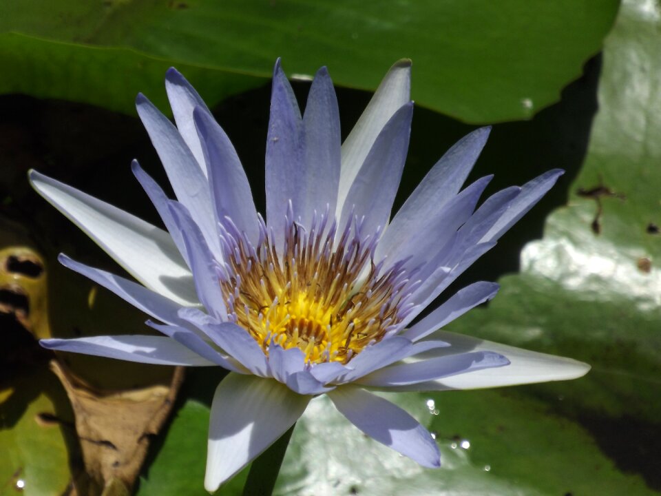 Flower bloom lotus