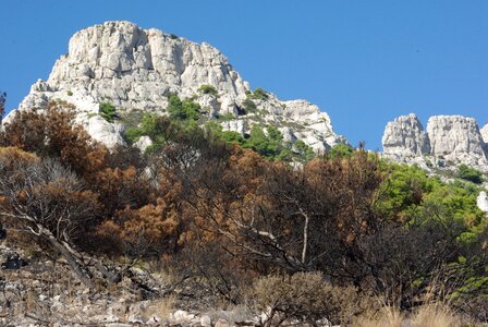 Pine shrub burned