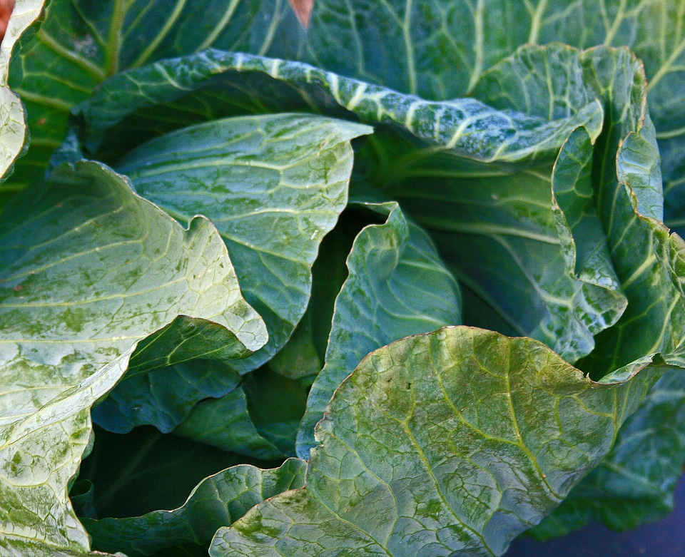 Produce food leaves