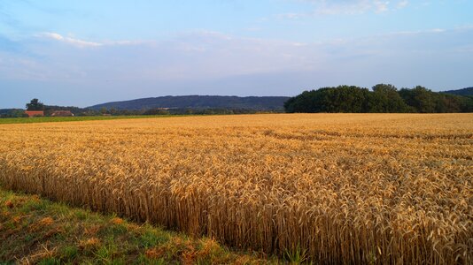 Cereals field rödinghausen