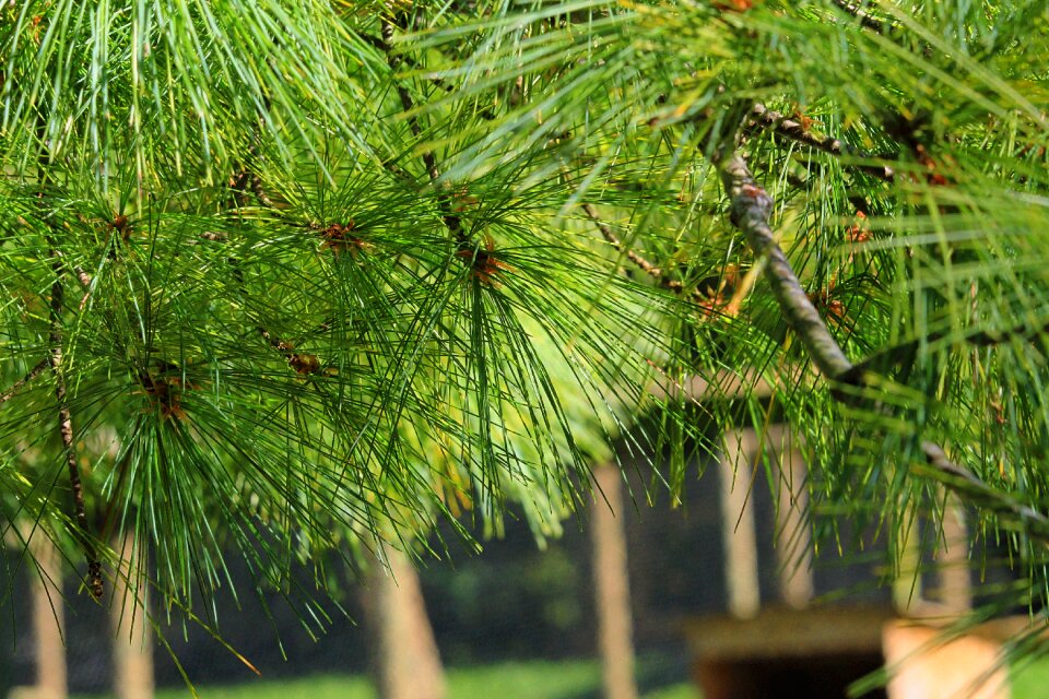 Conifer plant nature