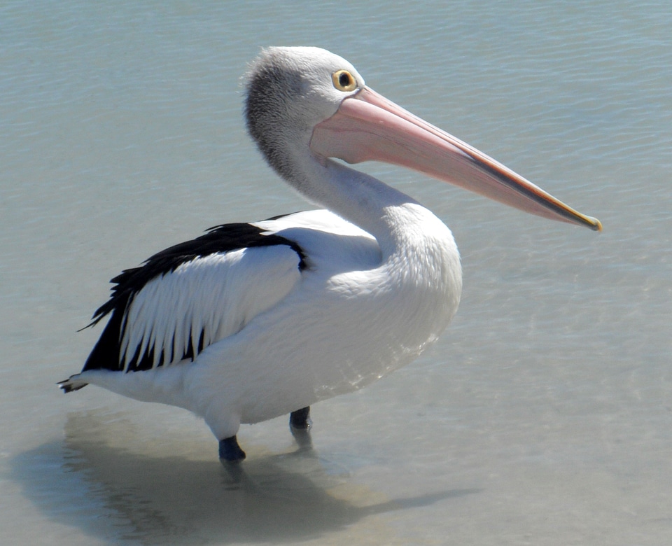Close up waterfowl wildlife