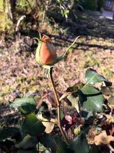 Rose bud