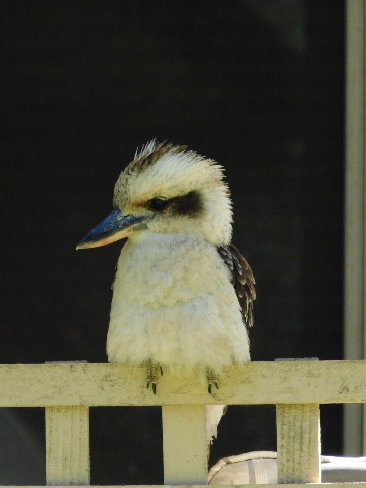 Bird wildlife beak