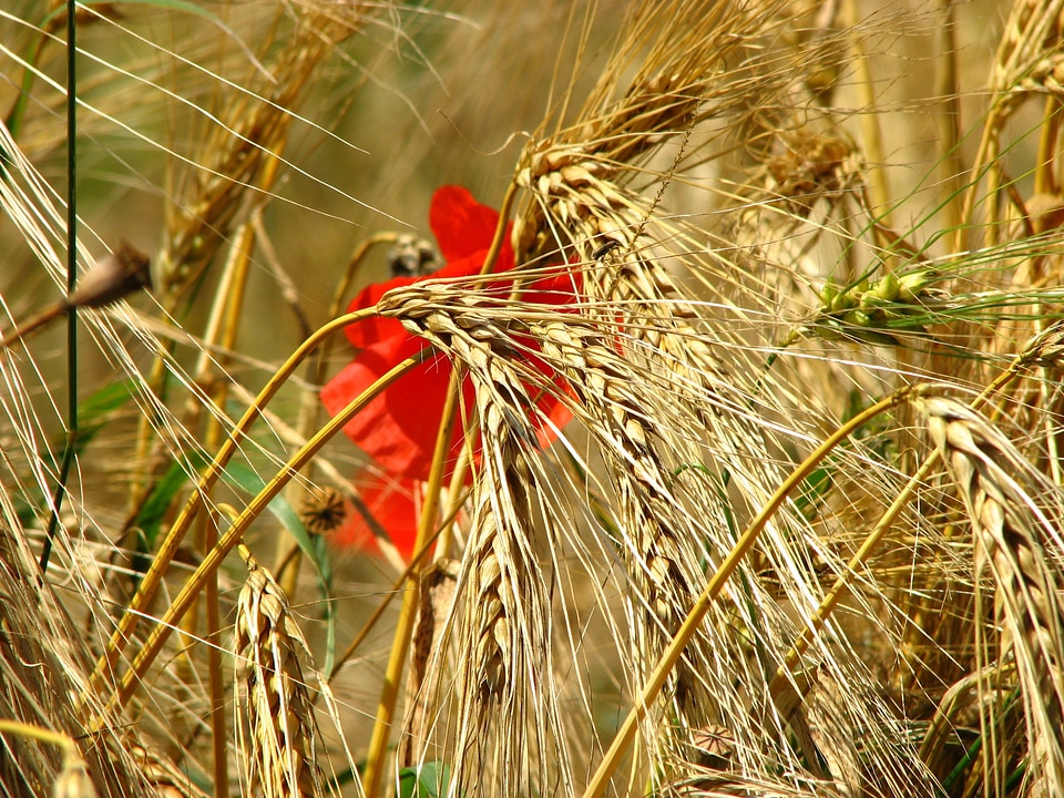Cornfield poppy cereals