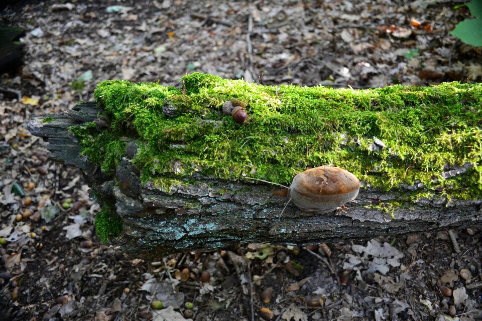 Mushroom green nature