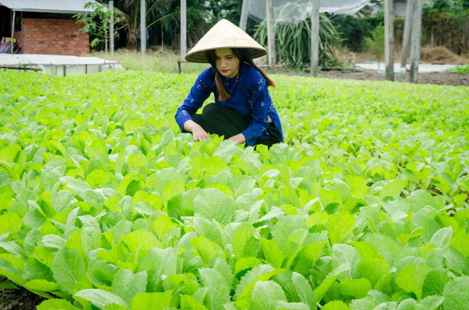 Clean vegetables reform plant