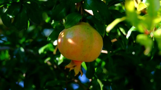 Garden sano food