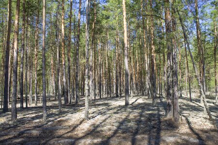 Pine forests nature photo