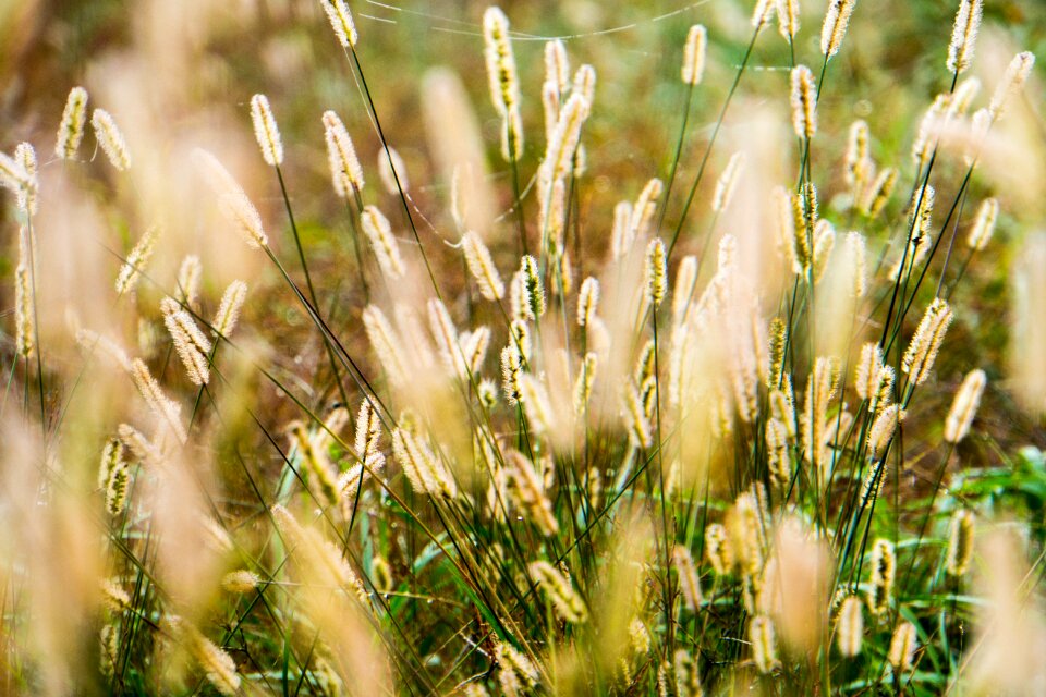 Nature mood haze