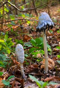 Asparagus mushroom edible forest floor