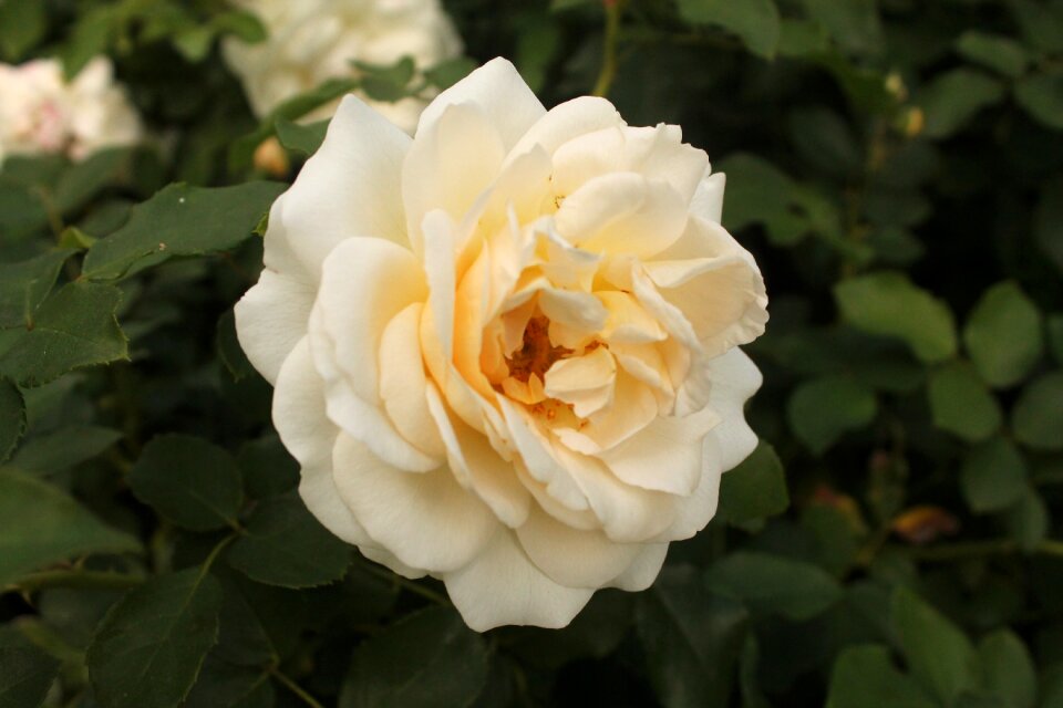 Spring white rose white