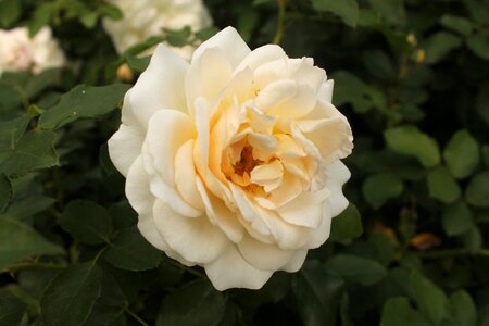 Spring white rose white photo