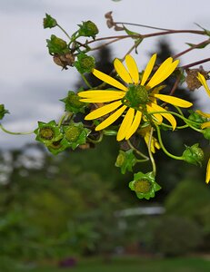 Star garden plant