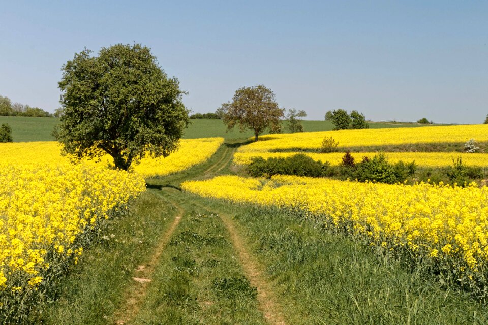 Oilseed rape landscape rape blossom