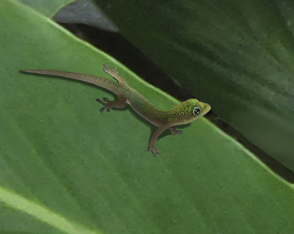 Reptile animal wildlife