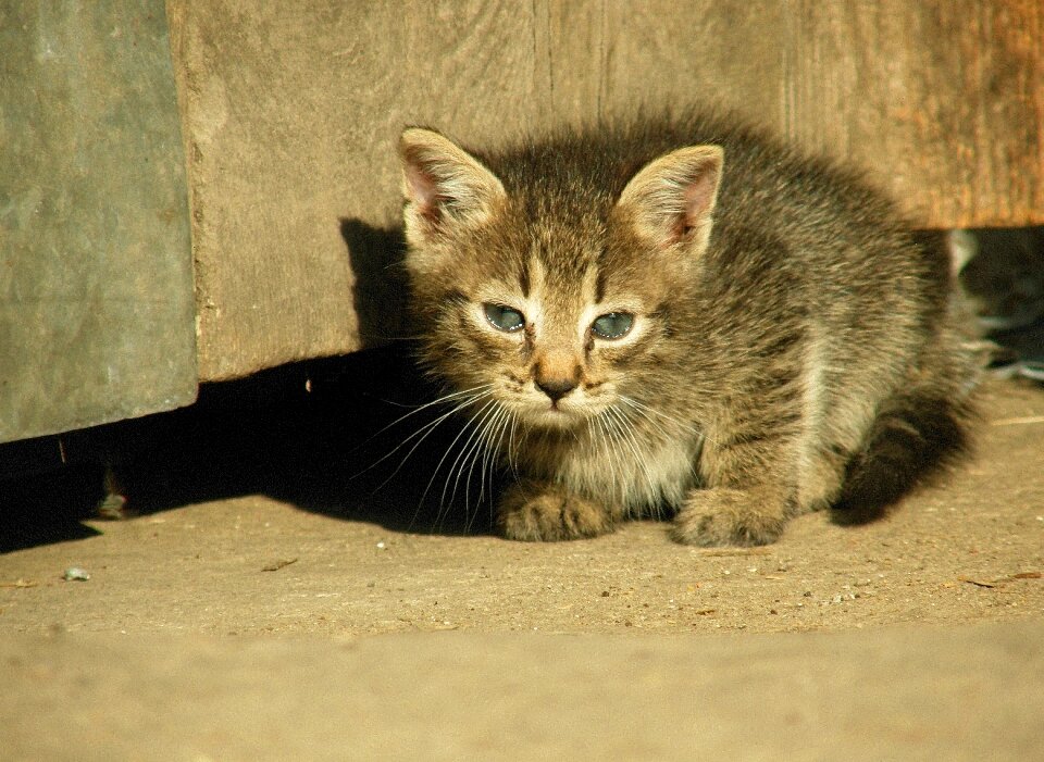 Animals mammal beautiful