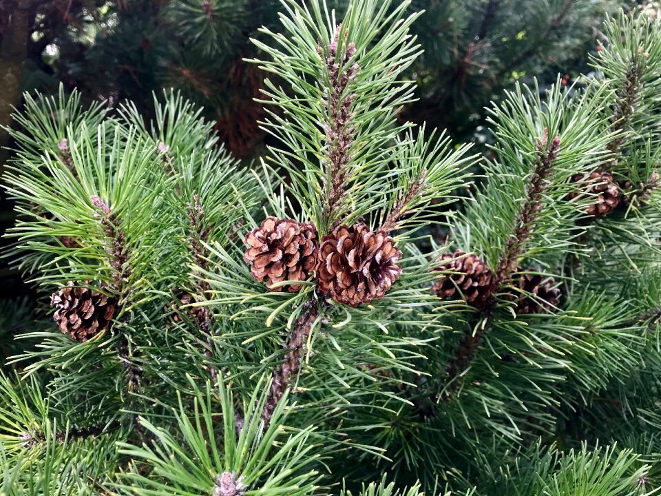 Cones pine pine cones