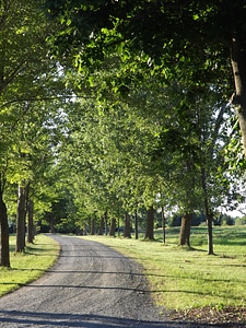 Trees evening sunrays photo