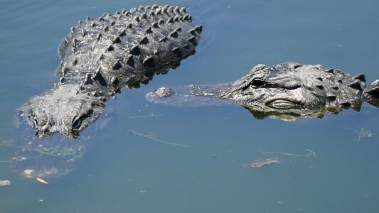Florida usa alligator road