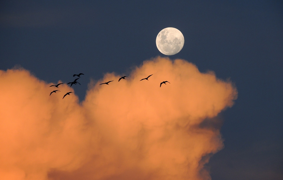 Day birds of day