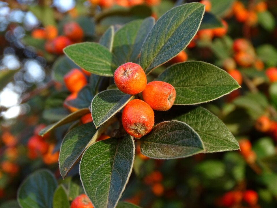 Garden nature shrub
