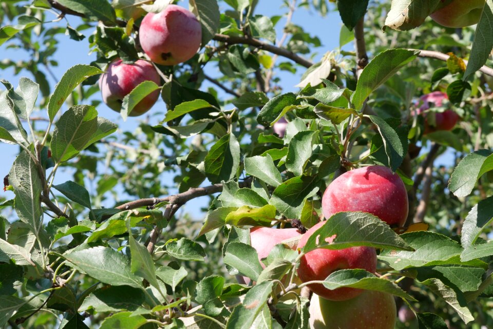 Harvest the harvest apple