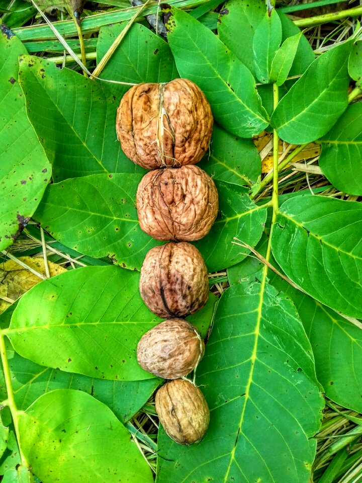 Walnuts leaf autumn