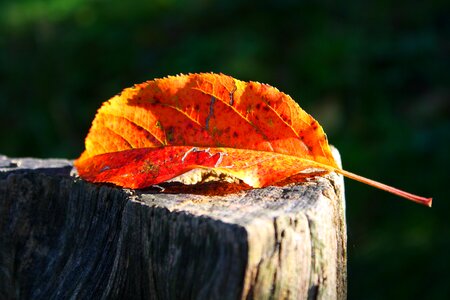 Leaf nature autumn