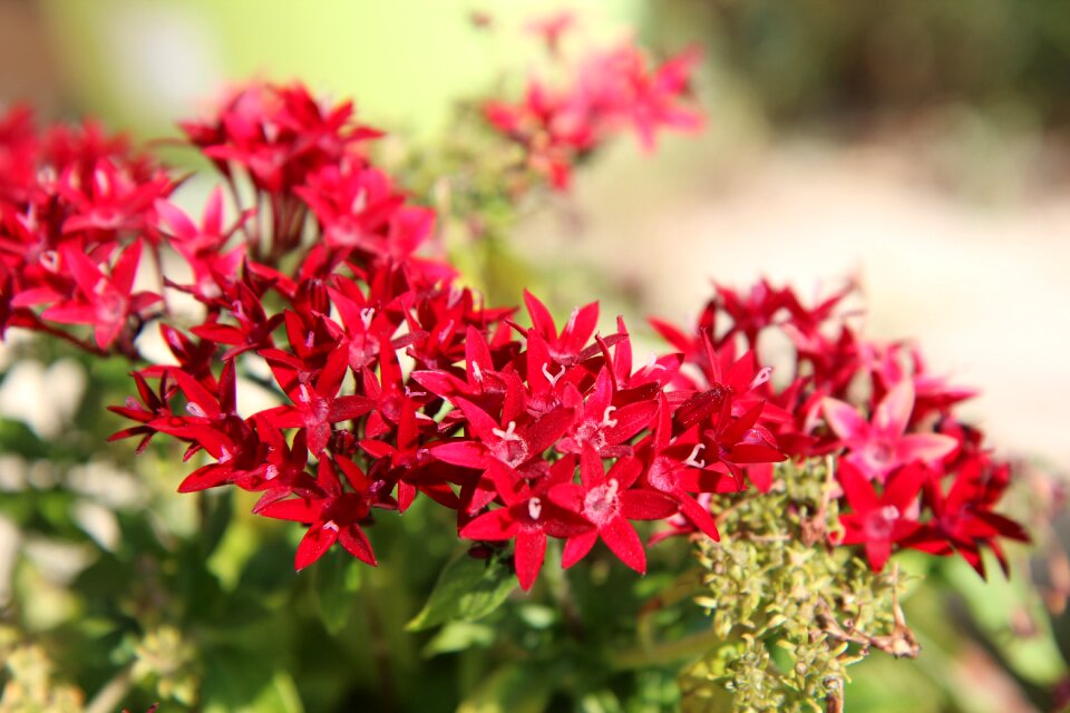 Red flowers shrub red