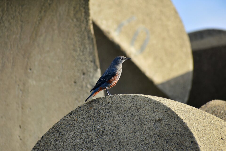 Tetra pod bird wild birds