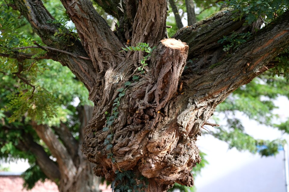 Branches tree bark brown