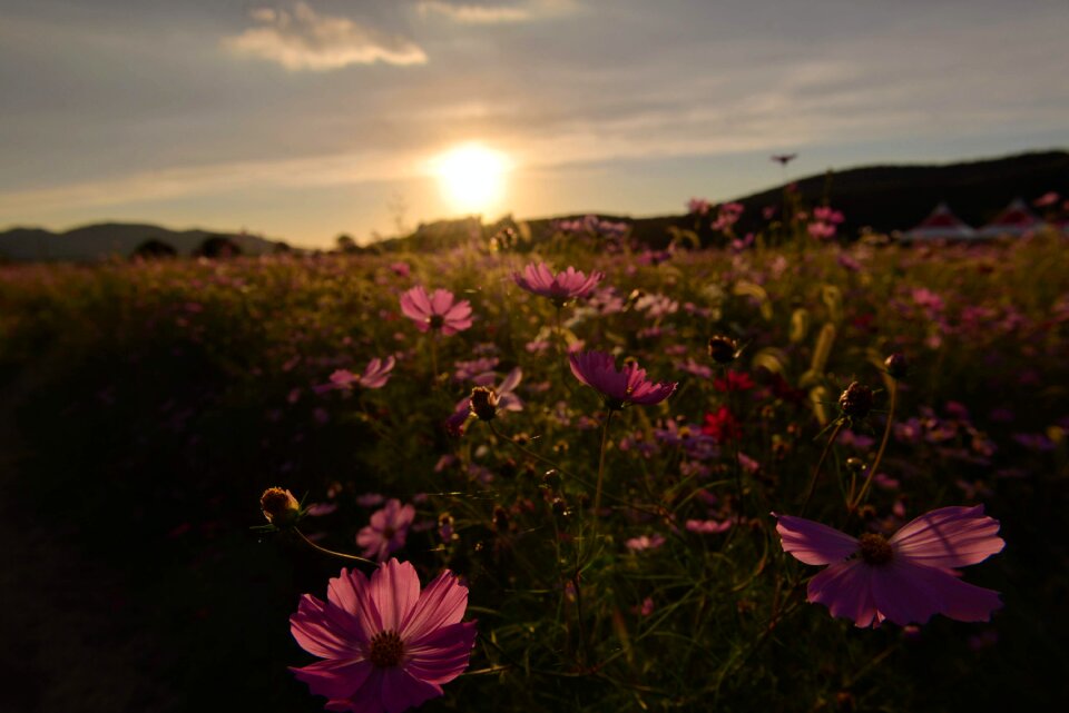 Fall flowers cosmos in autumn