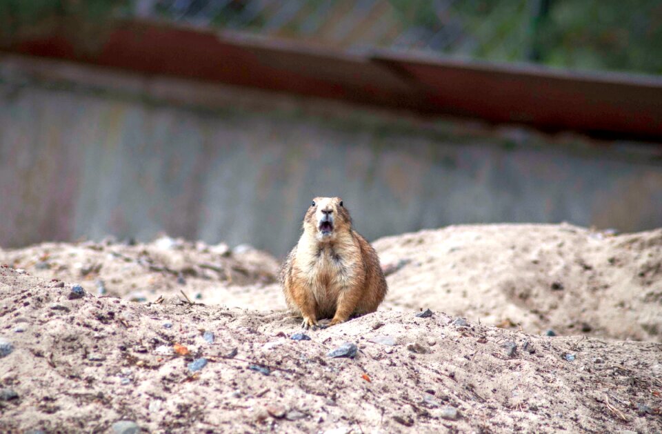 Zoo funny expression