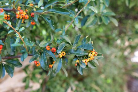 Pyracantha shrub thorn photo