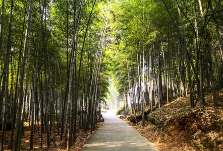 The scenery tree-lined road landscape photo