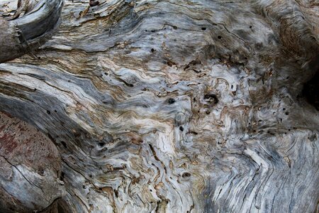 Tree log environment