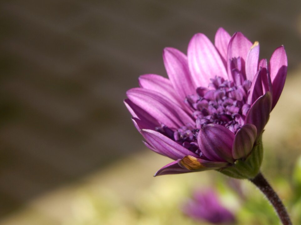 Daisy flower