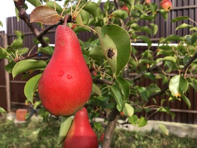Pear garden tree