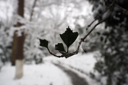 Snow leaf winter photo