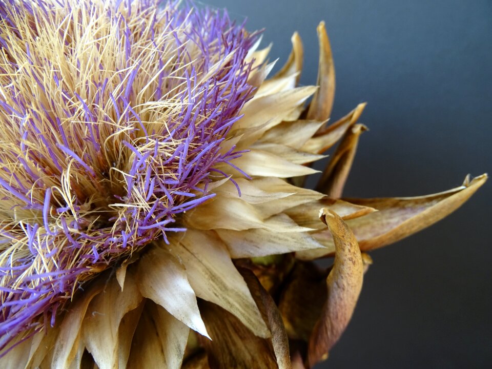 Dried purple bloom
