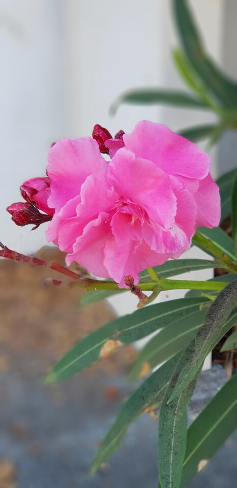 Flower pink tropical