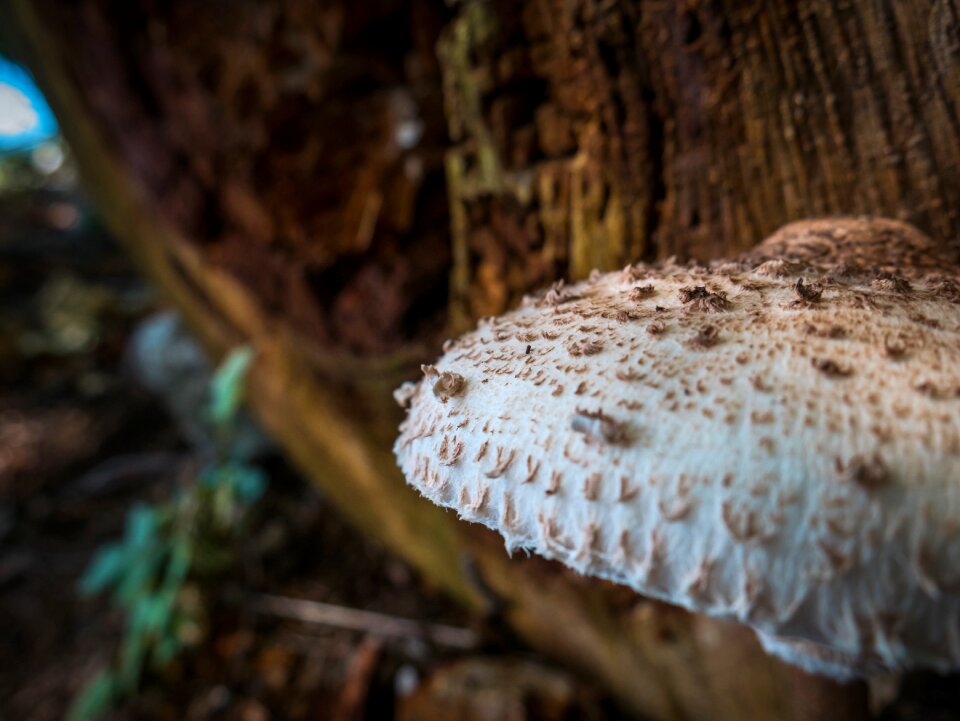Nature edible forest floor